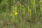 Yellow pitcherplant